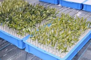 4%e6%8c%bf%e3%81%97%e8%8a%bd