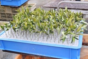 3%e6%8c%bf%e3%81%97%e8%8a%bd