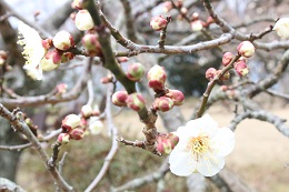 農園ブログ2月20日