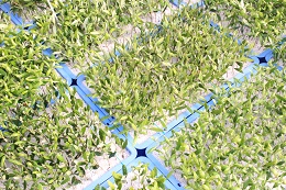 オリーブ挿し芽2017.2.15.6