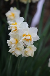 農園ブログ2月20日.6jpg