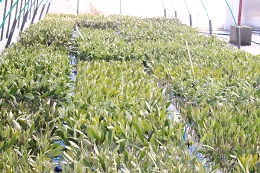 オリーブ挿し芽2017.2.15.3