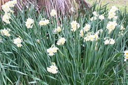 農園ブログ2月20日.1jpg