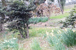 農園ブログ2月20日.2jpg