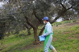 春の施肥作業2017.2.23.1