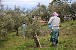 春の施肥作業2017.2.23.3