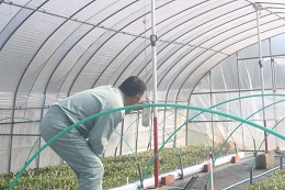 オリーブ挿し芽2017.2.15.1