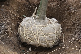 掘り取り作業2017.3.3.4