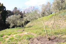 植え替え.2017.3.18