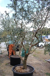 掘り取り作業2017.3.3.5