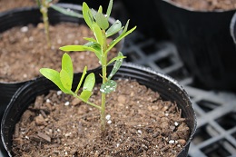 鉢上げ2017.4.21.7