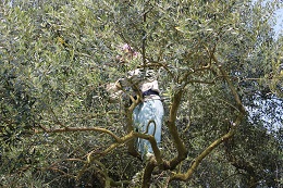 枯れ枝の剪定2017.5.11.3