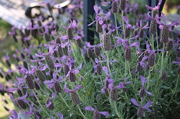 ラベンダー2017.5.29.2