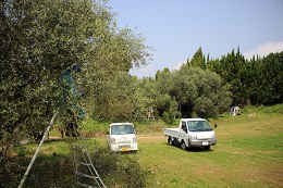 枯れ枝の剪定2017.5.11