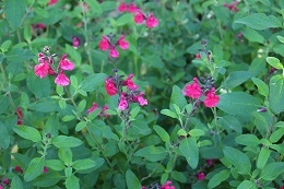 チェリーセージ2017.5.29