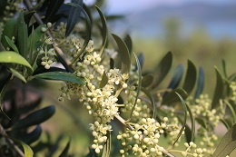 オリーブの花2017.5.29.4
