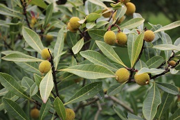 ヤマモモ2017.6.12.2