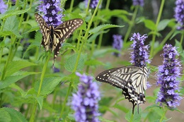 アガスターシェ.3