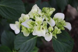 2016.6.8 あじさい8