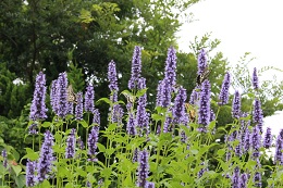 アガスターシェ.6