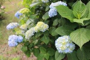 2016.6.8 あじさい9