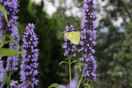 アガスターシェ.4