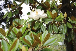 泰山木2017.6.12.1