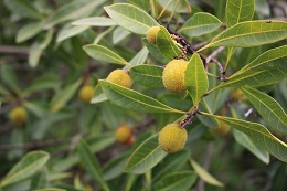 ヤマモモ2017.6.12.1