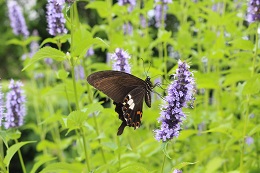 アガスターシェ.8