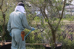 オリーブの水やり2017.6.1