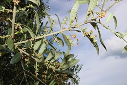 オリーブの実2017.6.12.1