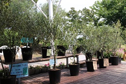 オリーブの苗木2017.6.4