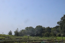 水やり、スプリンクラー.1