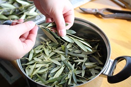 2017.2.1.2オリーブ染め