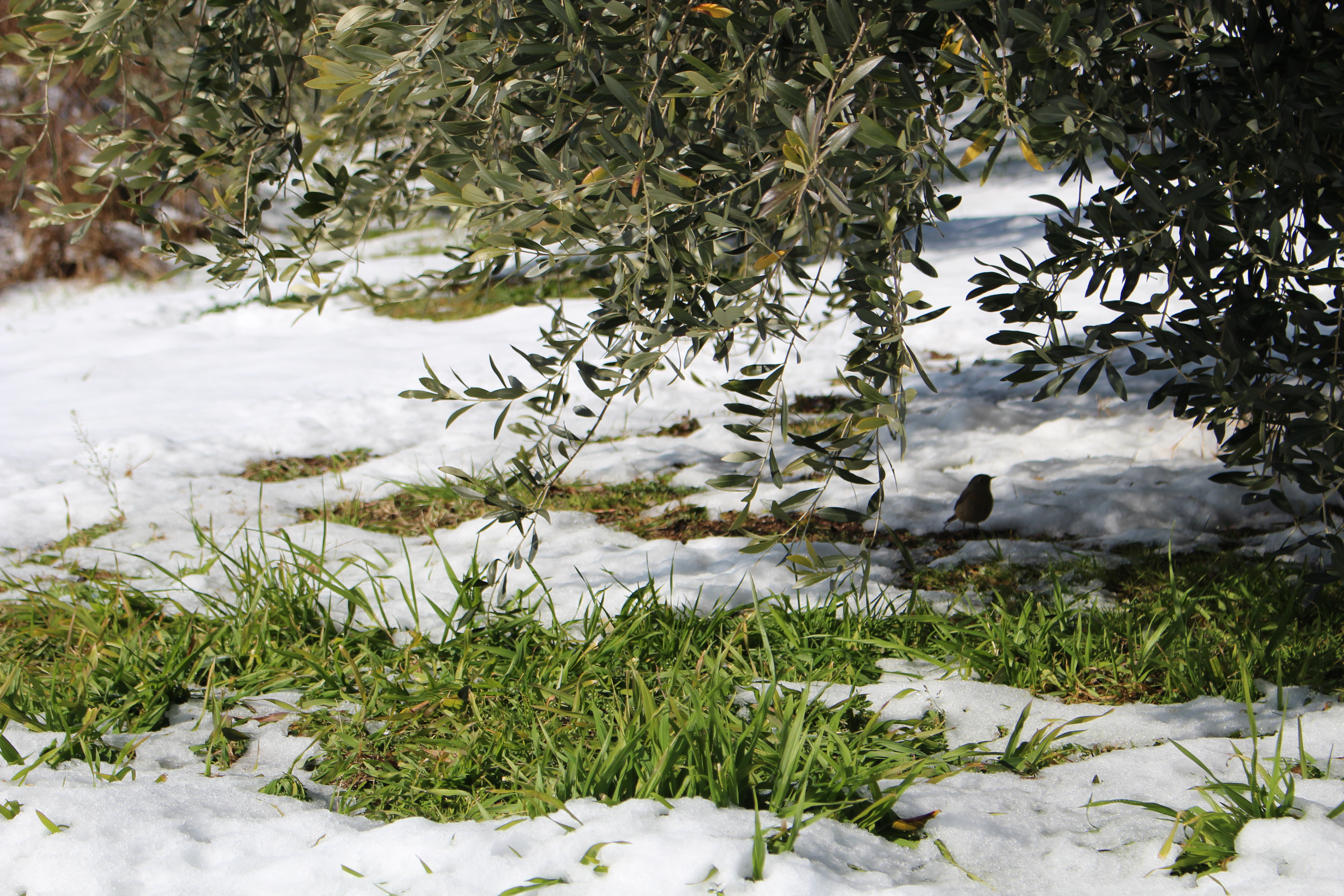 冬のオリーブの育て方 水やり 剪定などの管理法をご紹介 日本オリーブ公式通販