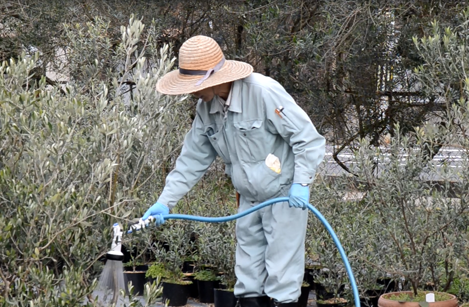 冬のオリーブの育て方 水やり 剪定などの管理法をご紹介 日本オリーブ公式通販