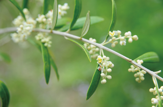 オリーブの花粉と実の話 日本オリーブ公式通販