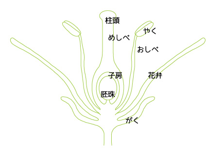 オリーブの花粉と実の話 日本オリーブ公式通販