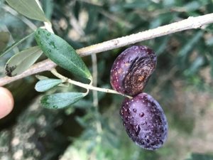 オリーブの病気と害虫 日本オリーブ公式通販