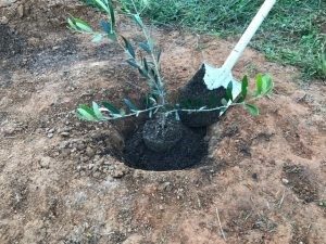 オリーブの木の植え替え方法 日本オリーブ公式通販
