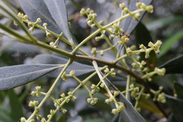 農園だより オリーブの花が終わり実が 日本オリーブ公式通販