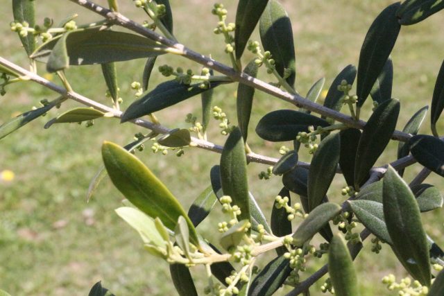 農園だより オリーブ花のつぼみ 日本オリーブ公式通販