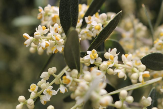 農園だより オリーブの花が咲き始めました 日本オリーブ公式通販