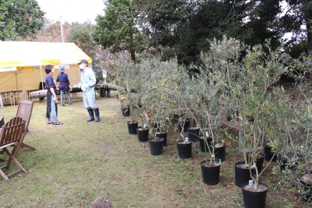 農園だより 第26回牛窓オリーブ収穫祭開催 日本オリーブ公式通販