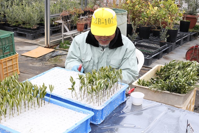 農園だより】オリーブの挿し芽挿し芽作業 | │日本オリーブ公式通販
