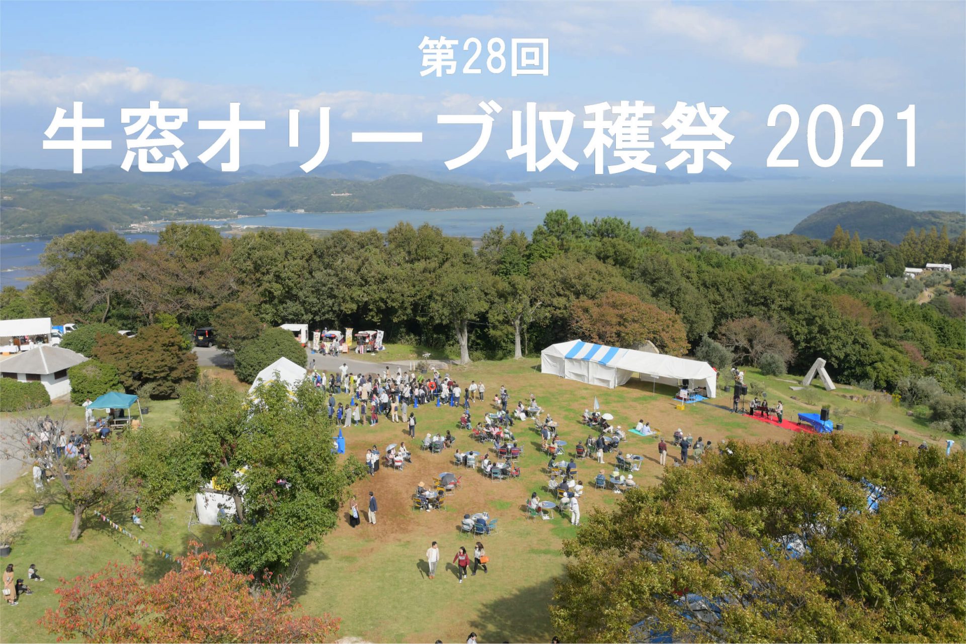 農園だより オリーブの強剪定 日本オリーブ公式通販