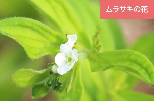 和漢植物 紫根 とは その歴史から うれしい美肌成分まで 日本オリーブ公式通販