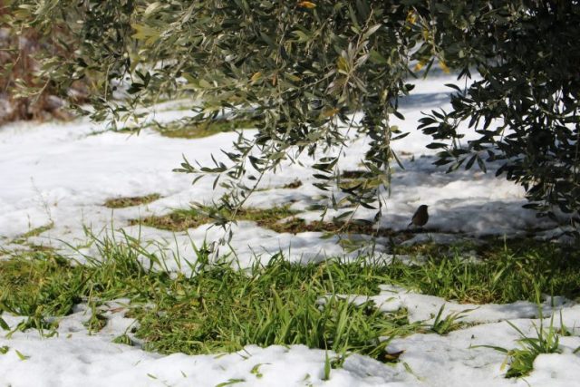 冬のオリーブの育て方。水やり・剪定などの管理法をご紹介！