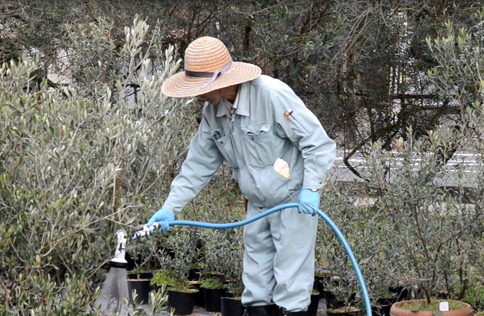 冬のオリーブの育て方 水やり 剪定などの管理法をご紹介 日本オリーブ公式通販 冬のオリーブの育て方 水やり 剪定などの管理法をご紹介 日本オリーブ公式通販