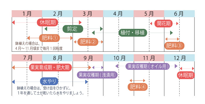 一目で分かる オリーブの育て方1年カレンダー 日本オリーブ公式通販 一目で分かる オリーブの育て方1年カレンダー 日本オリーブ公式通販